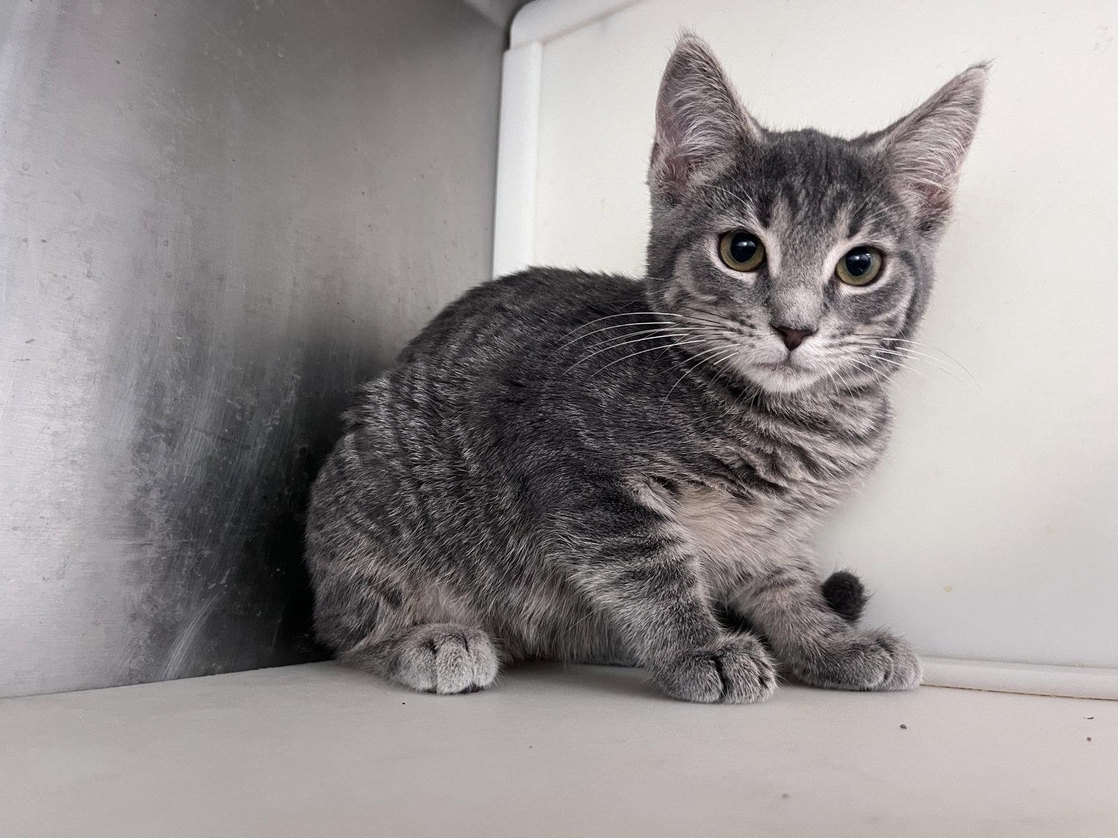 Enlarge Eris, a Adoptable mixed breed in Carrollton, GA image 1/3
