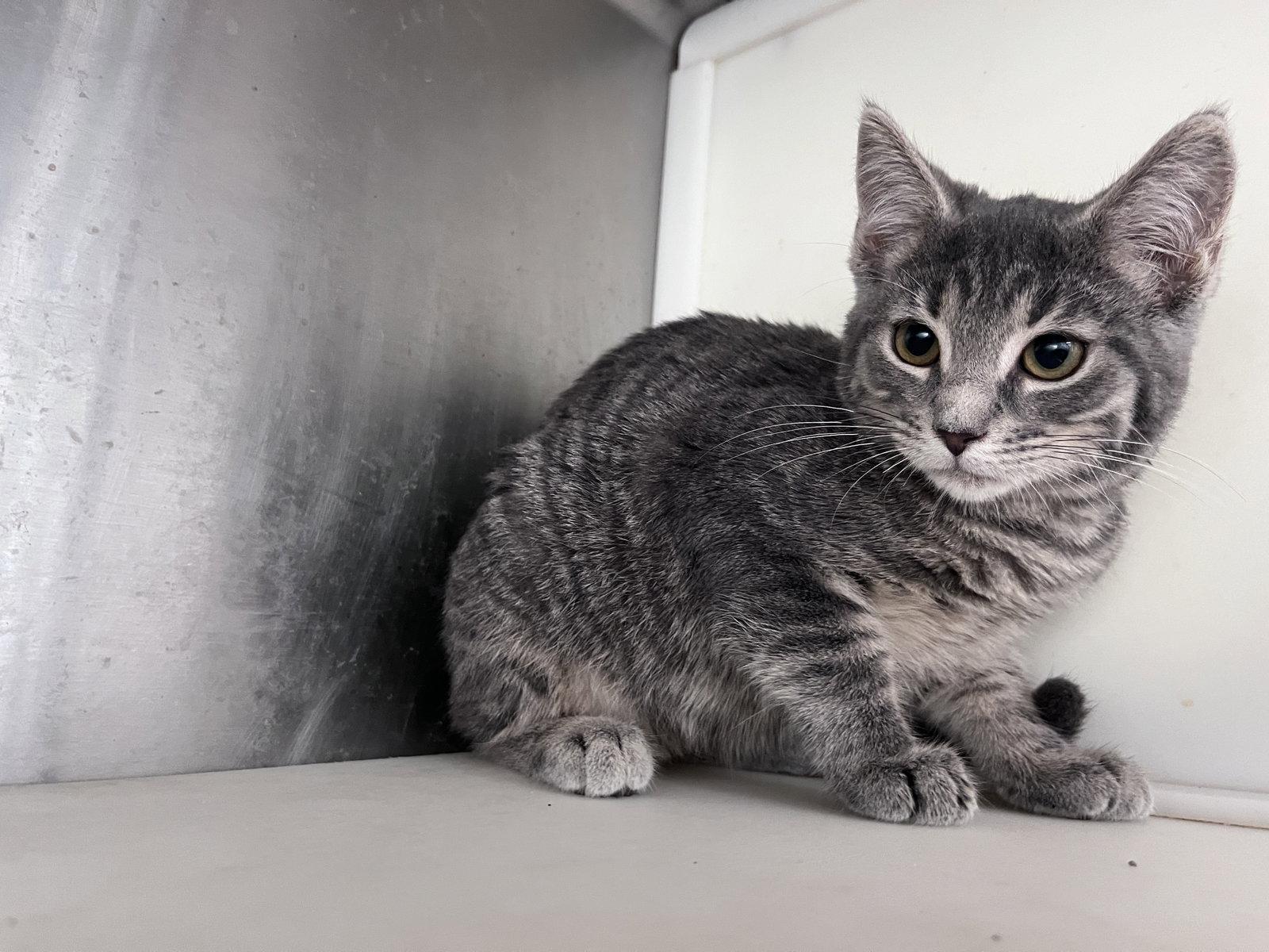 Enlarge Eris, a Adoptable mixed breed in Carrollton, GA image 2/3