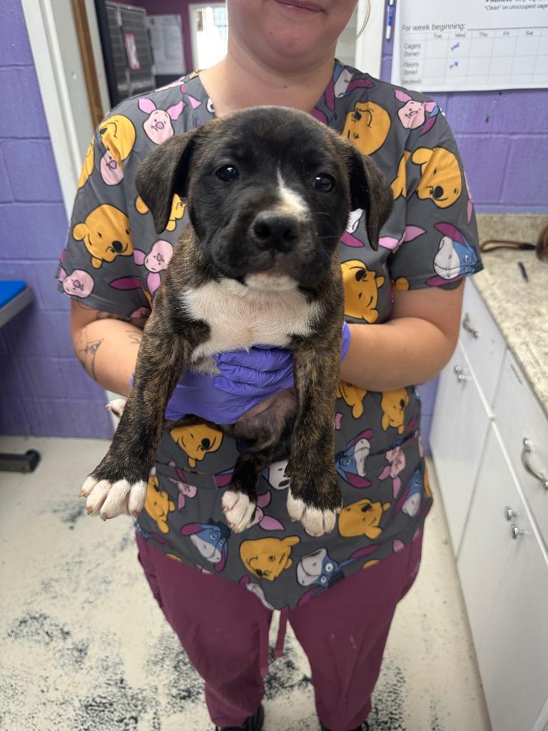 Monigue, Adoptable, Puppy Female Shar-Pei.