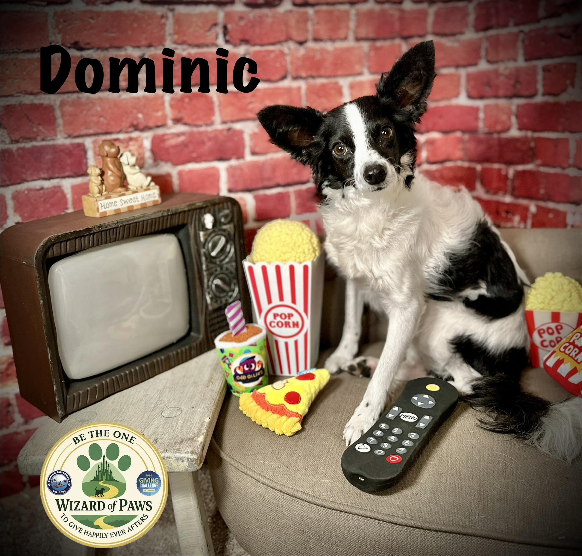 Dominic, Adoptable, Young Male Miniature Poodle & Rat Terrier.