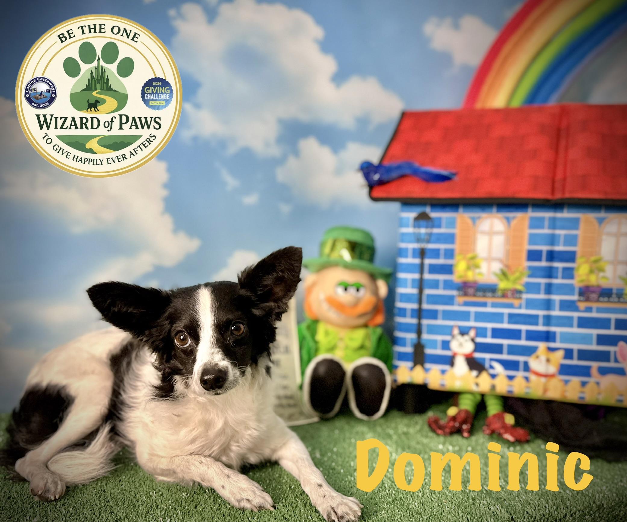 Enlarge Dominic, a Adoptable mixed breed in Arcadia, FL image 3/6