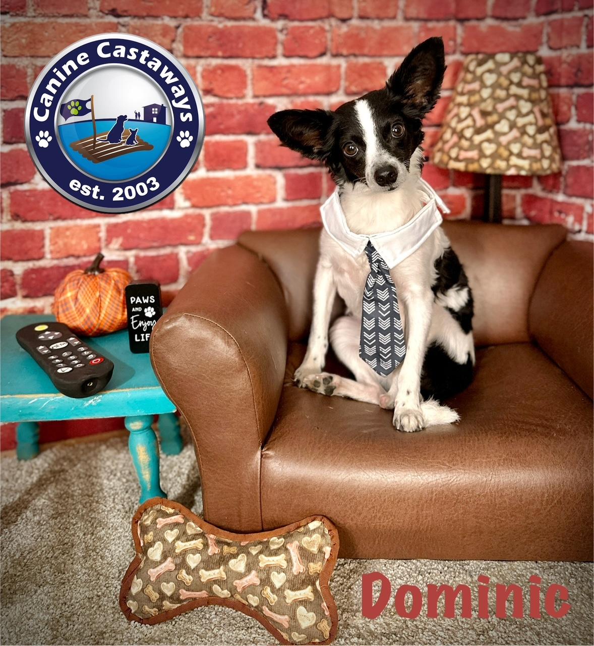 Dominic, a Adoptable mixed breed in Arcadia, FL image 1/5