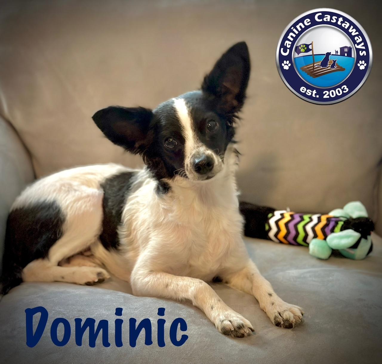 Dominic, a Adoptable mixed breed in Arcadia, FL image 3/5