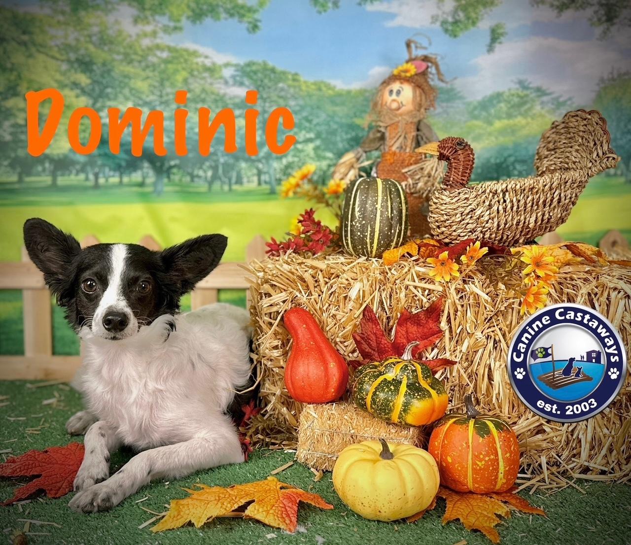 Dominic, a Adoptable mixed breed in Arcadia, FL image 2/5