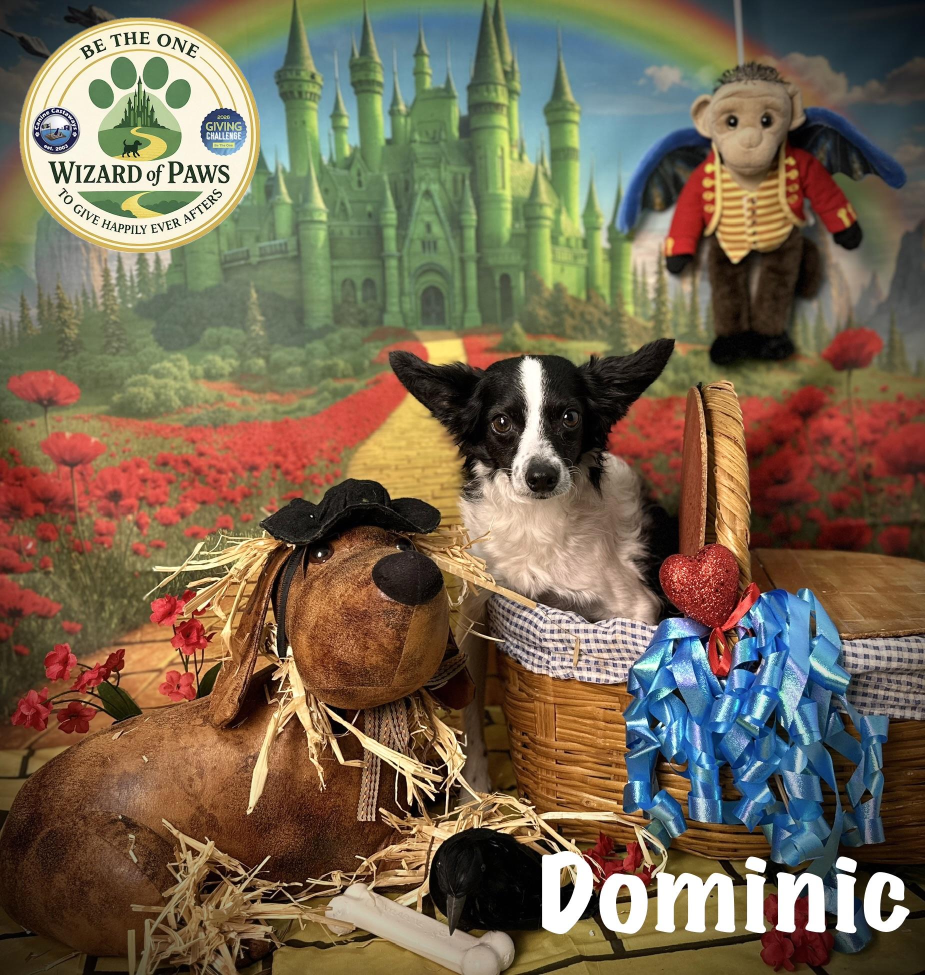 Enlarge Dominic, a Adoptable mixed breed in Arcadia, FL image 4/6