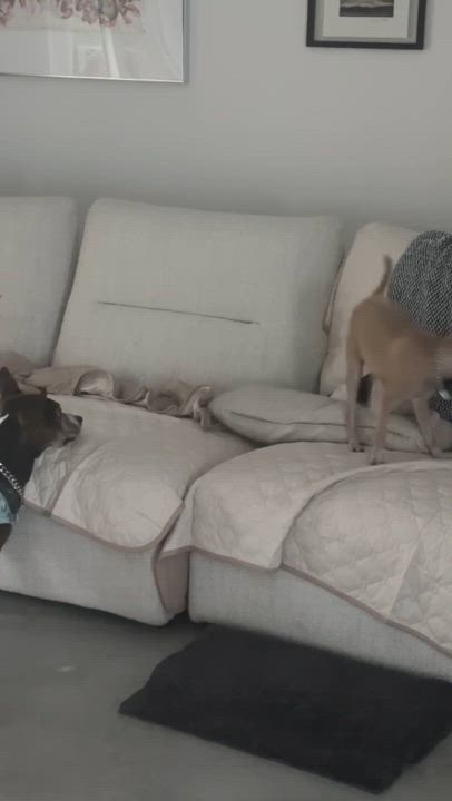 Enlarge Dominic, a Adoptable mixed breed in Arcadia, FL video 5/5