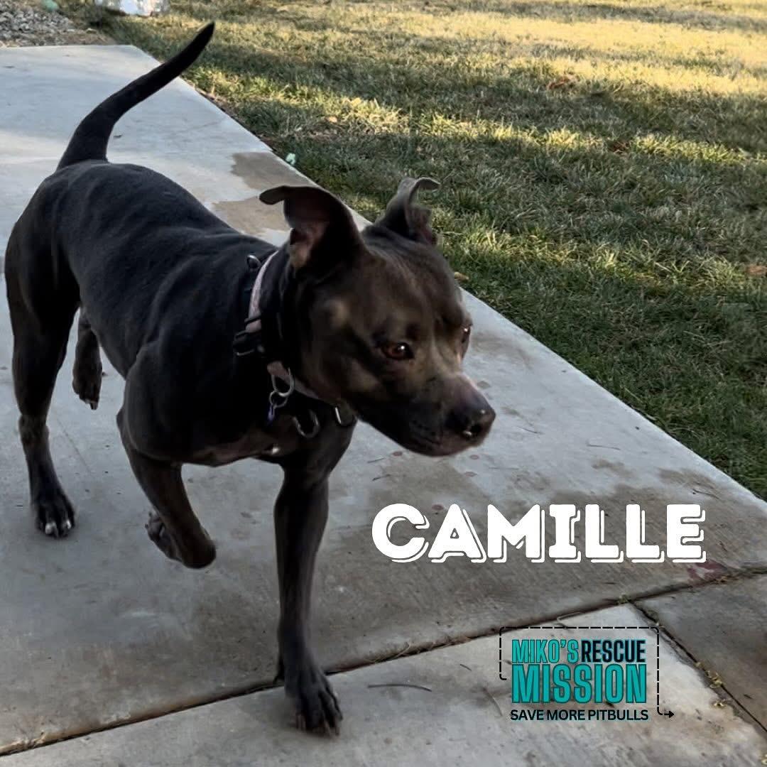 Enlarge Camille, a ADOPTABLE mixed breed in Rancho Palos Verdes, CA image 1/3