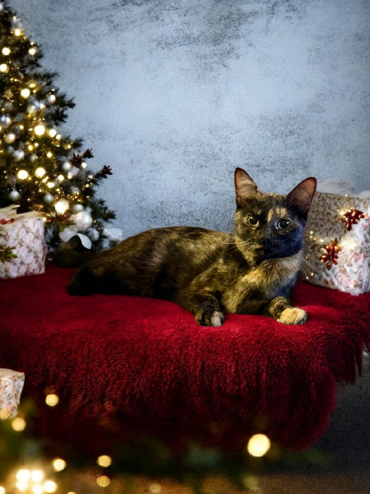 Mama Macchiato, ADOPTABLE, Young Female Tortoiseshell.