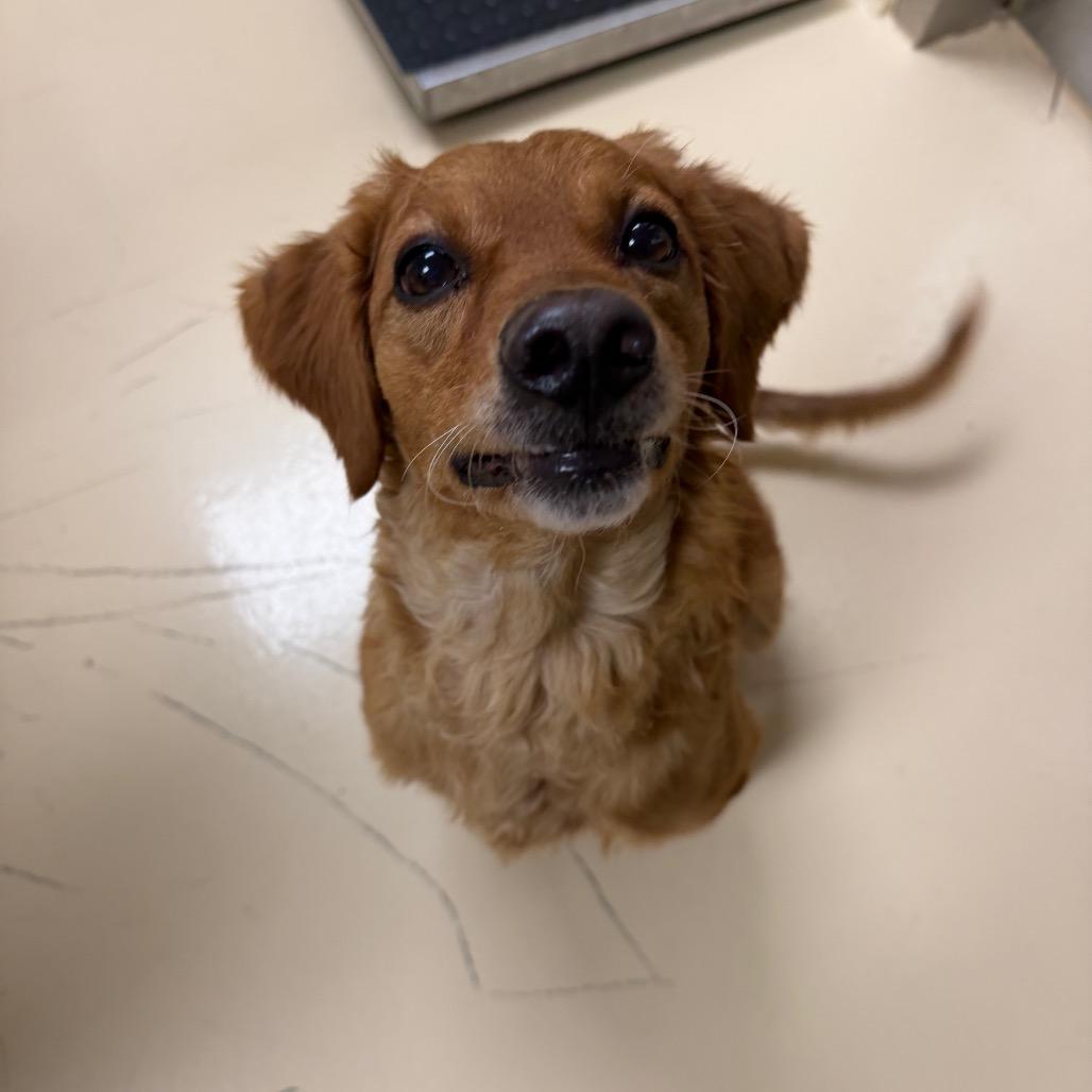 Peanut, Adoptable, Adult Male Mixed Breed.