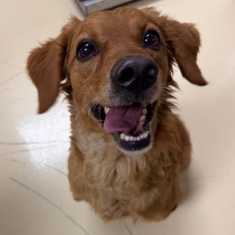 Enlarge Peanut, a Adoptable Mixed Breed in Winston-Salem, NC image 2/4