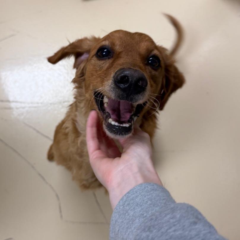 Enlarge Peanut, a Adoptable Mixed Breed in Winston-Salem, NC image 3/4