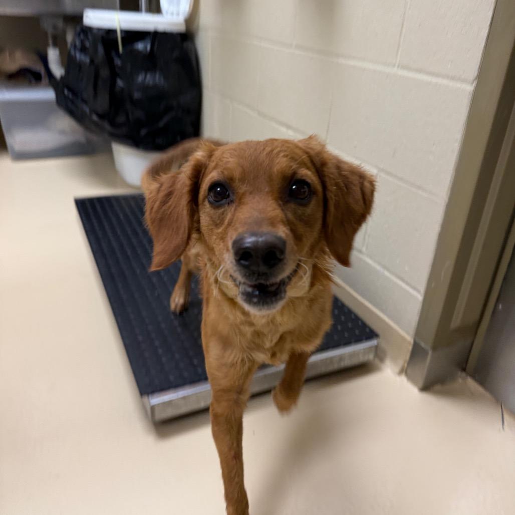 Enlarge Peanut, a Adoptable Mixed Breed in Winston-Salem, NC image 4/4