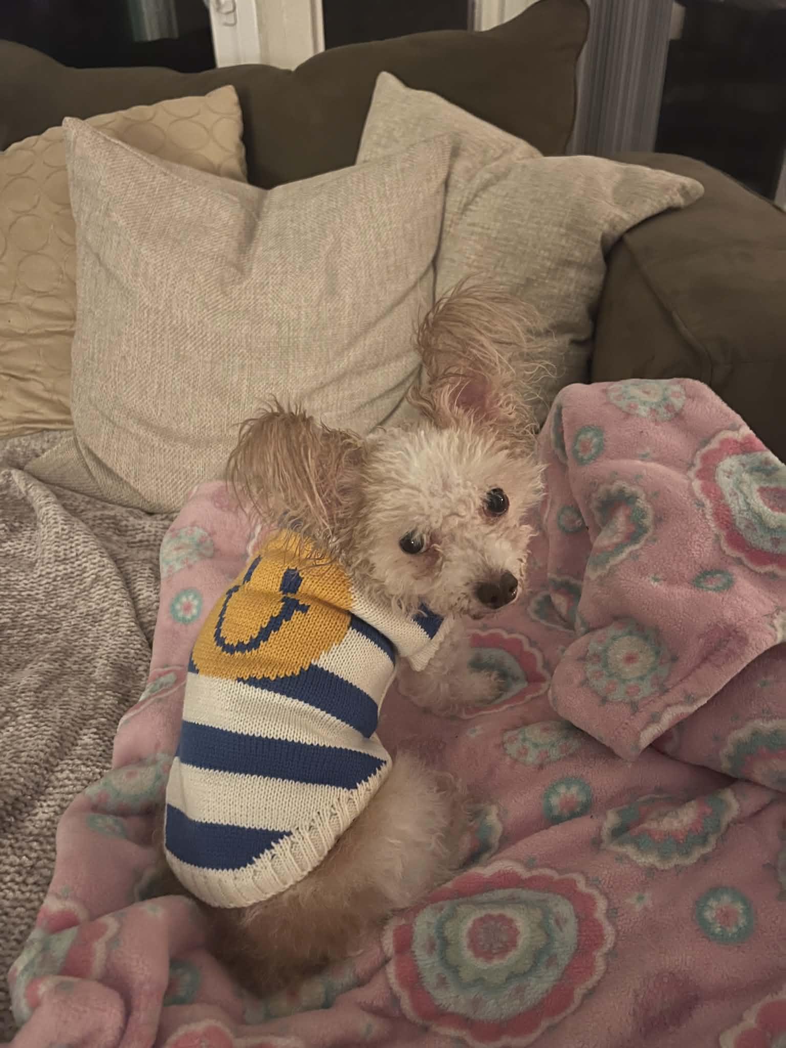 Taffeta, Adoptable, Senior Female Papillon.