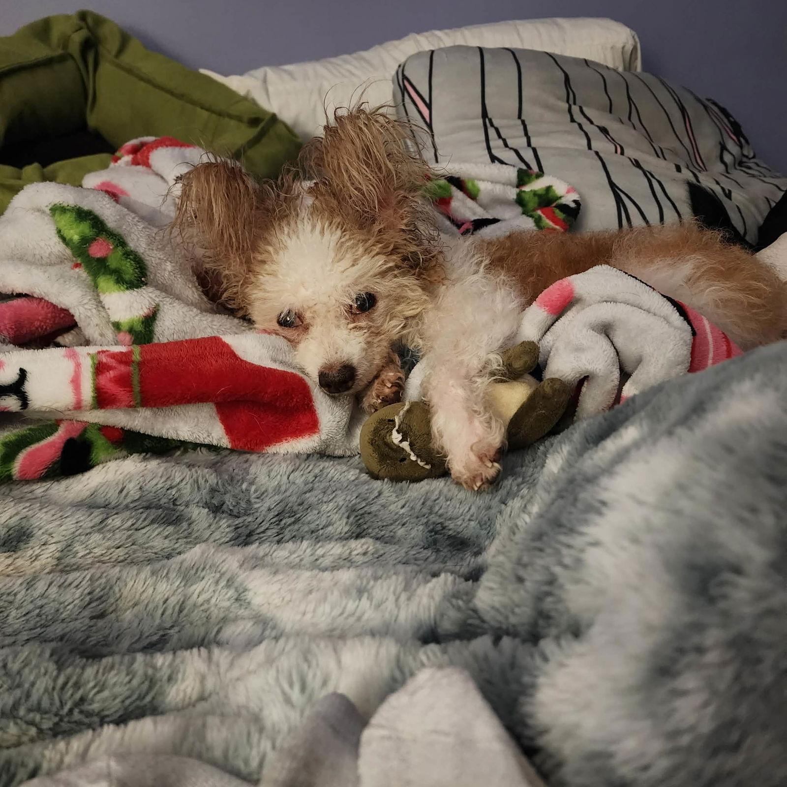 Enlarge Taffeta, a Adoptable Papillon in Hillsborough , NC image 2/3
