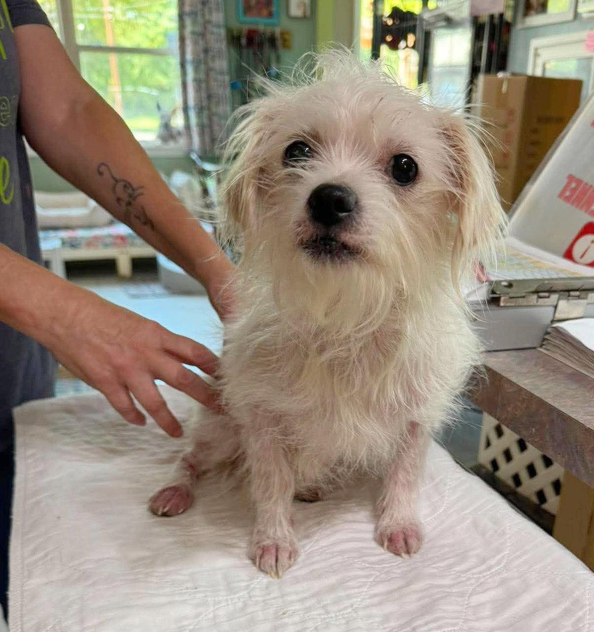 Lisbon (NOT YET AVAILABLE), Adoptable, Adult Female Maltese & Chihuahua.