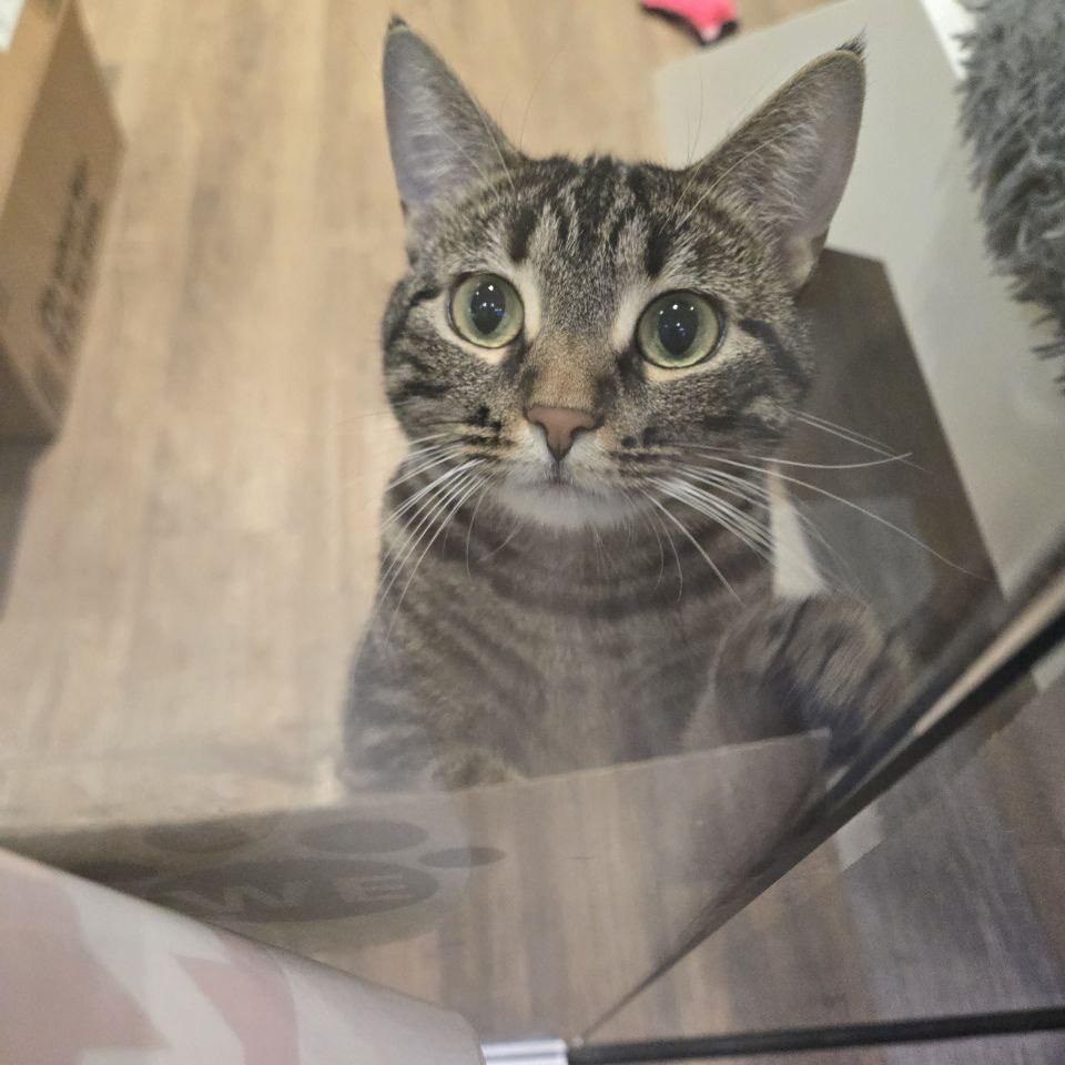 Heidi, Adoptable, Adult Female Domestic Short Hair.