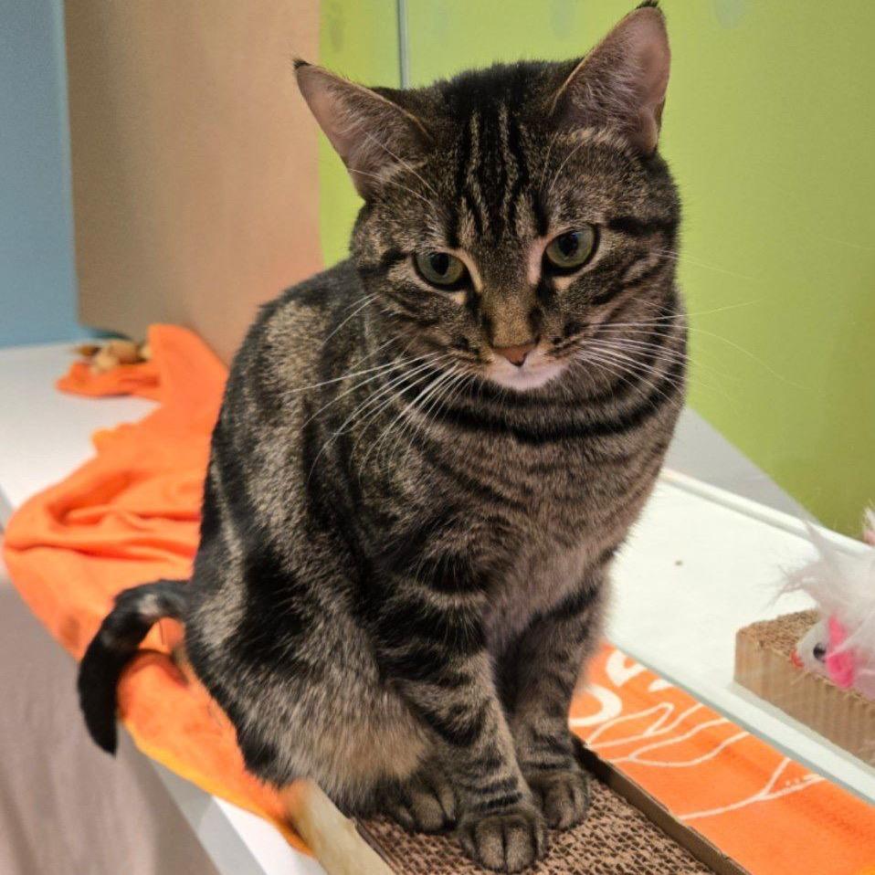 Enlarge Heidi, a Adoptable Domestic Short Hair in Westhampton, NY image 5/5