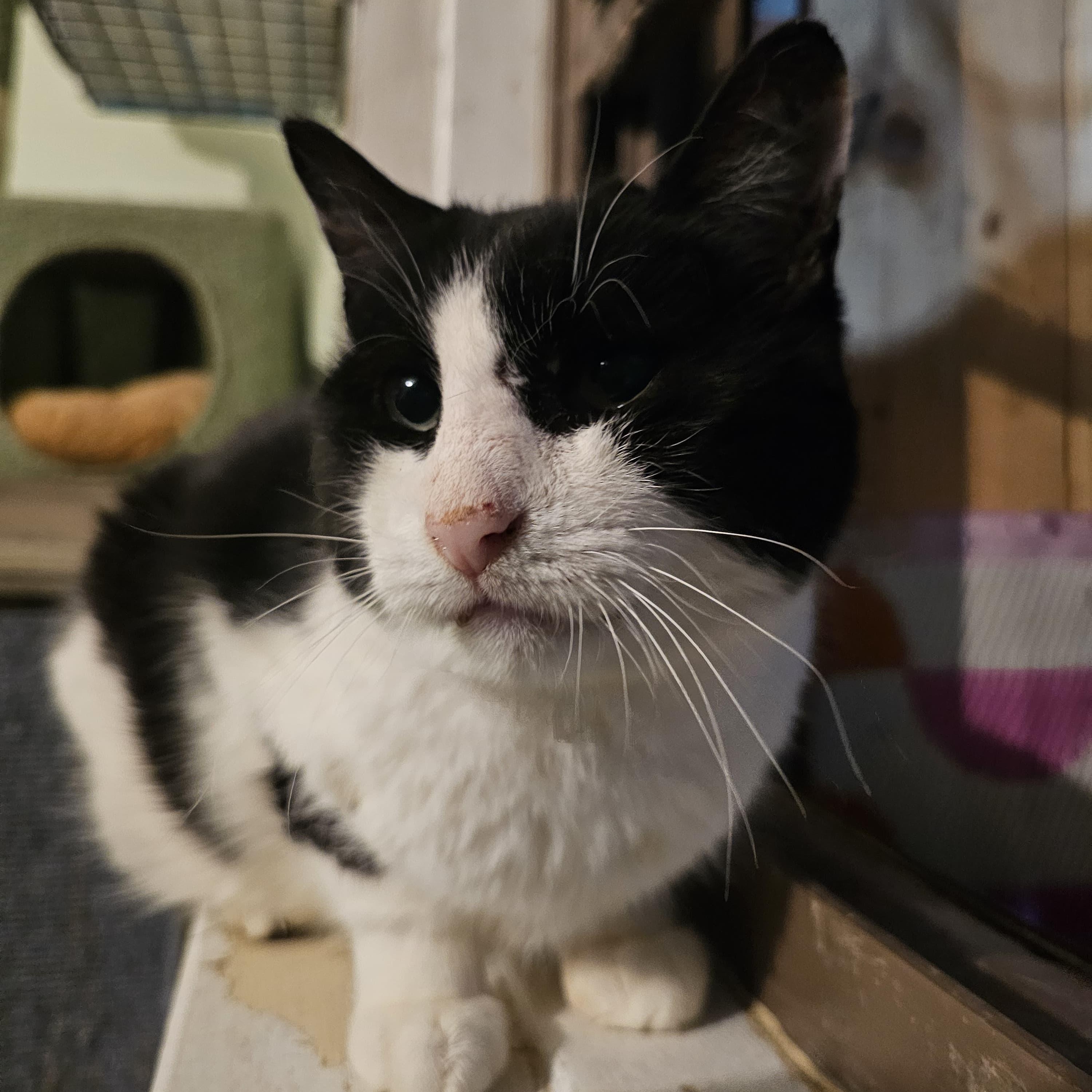 Domino, a Adoptable Domestic Short Hair in Astoria, NY image 4/5