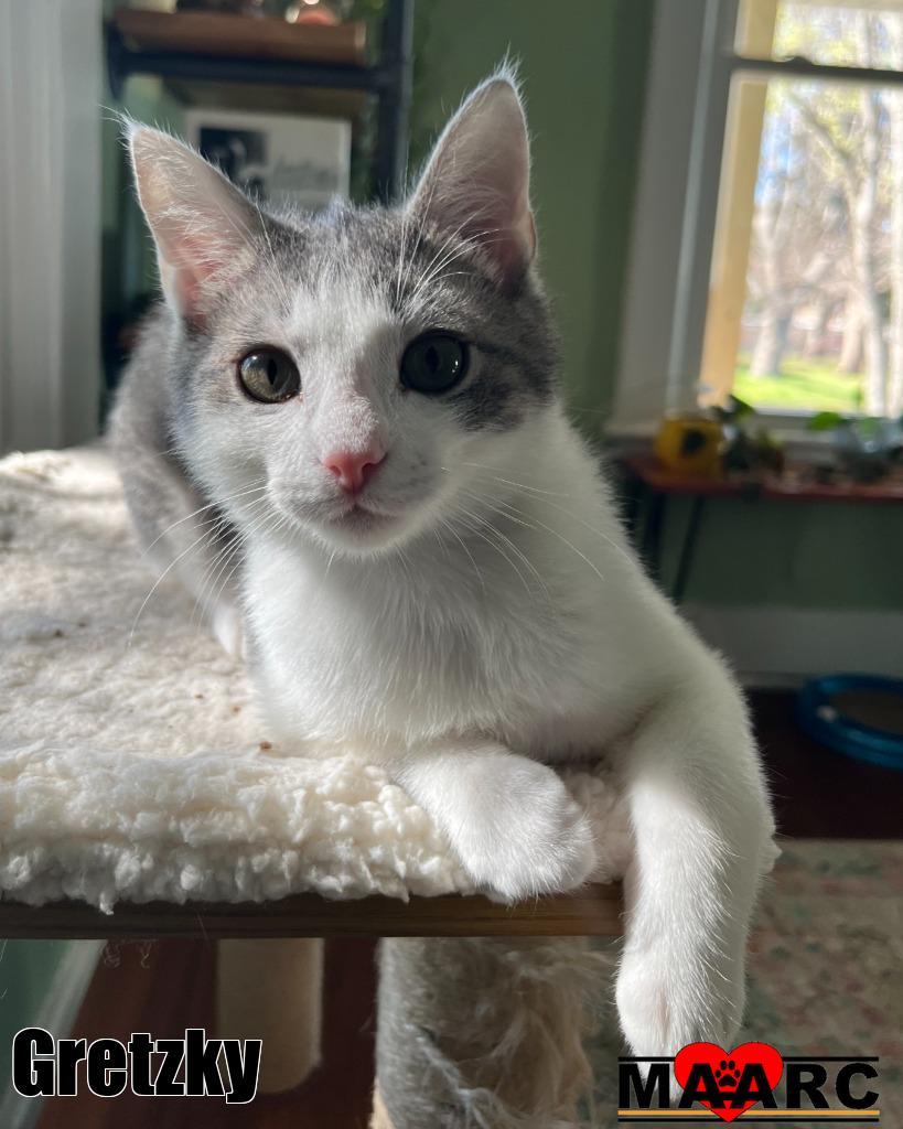 Gretzky, Adoptable, Kitten Male Domestic Short Hair.