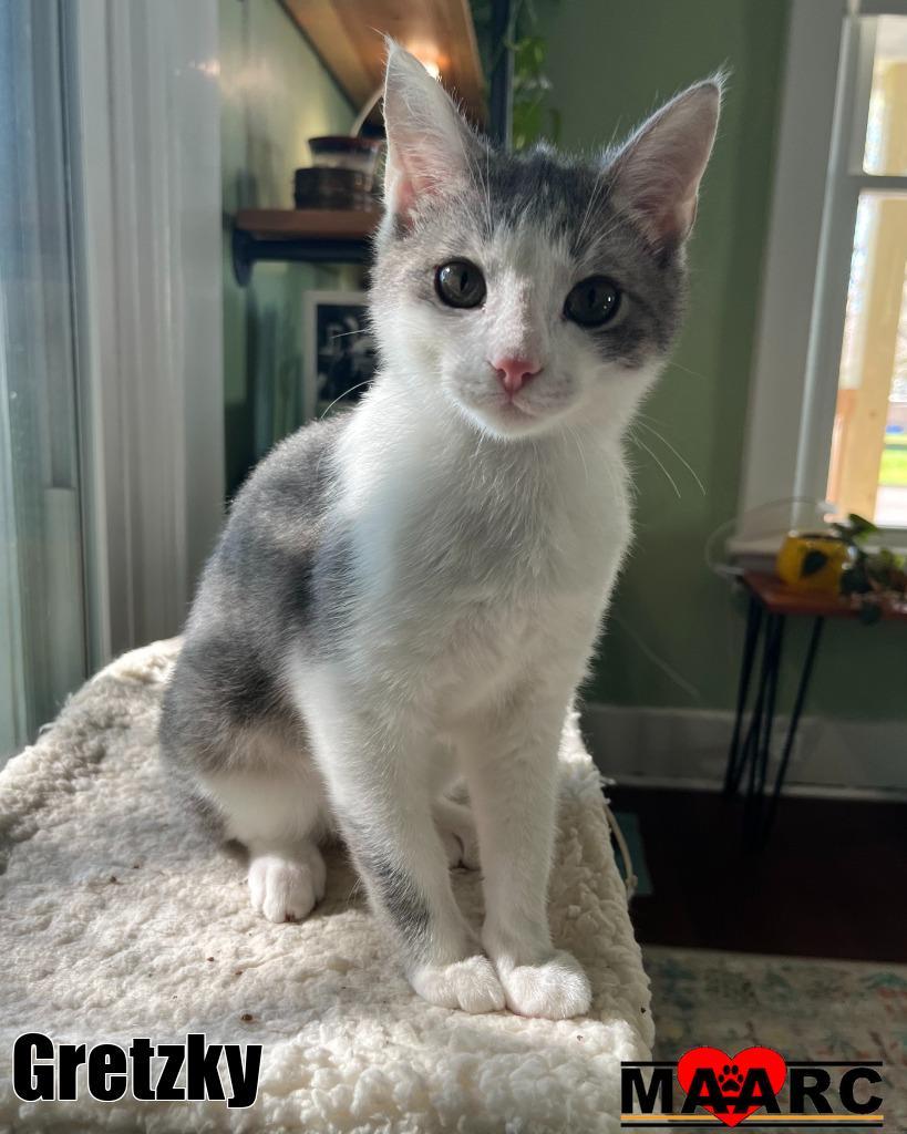 Enlarge Gretzky, a Adoptable mixed breed in Maryville, TN image 2/2