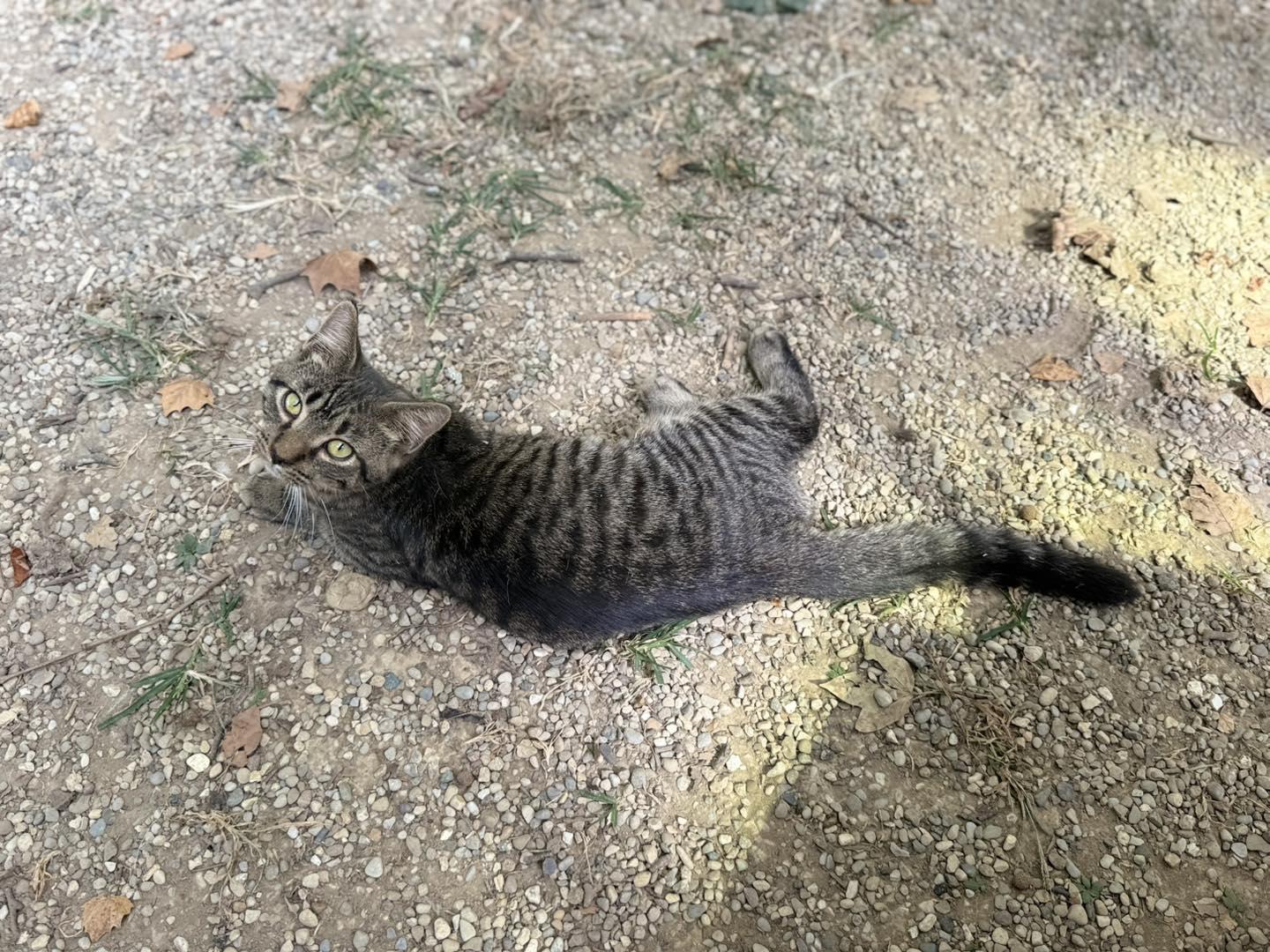 Enlarge Hot Toddy, a Adoptable Tabby in Richmond Dale, OH image 1/1