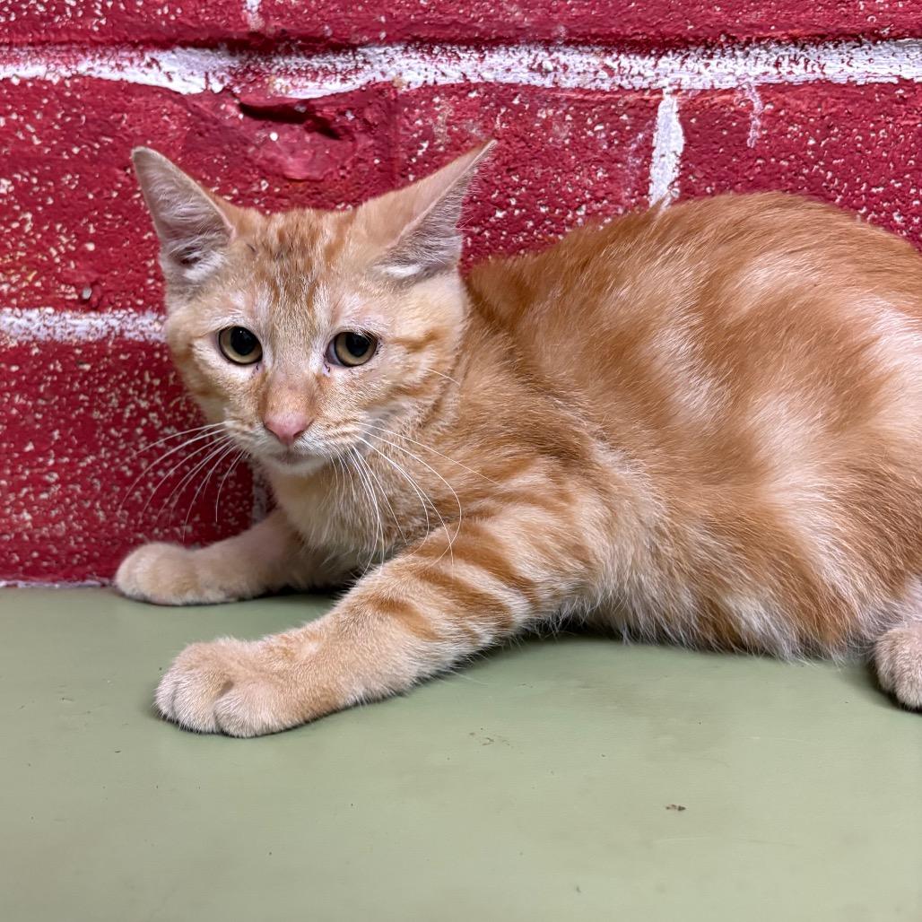 Rum, Adoptable, Kitten Male Domestic Short Hair.