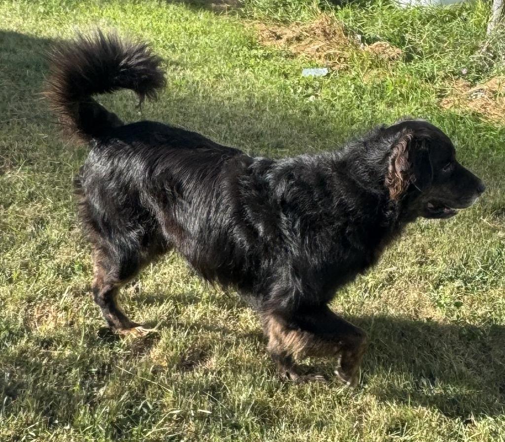 Zack **COURTESY LISTING**, Adoptable, Adult Male Australian Shepherd & Poodle.