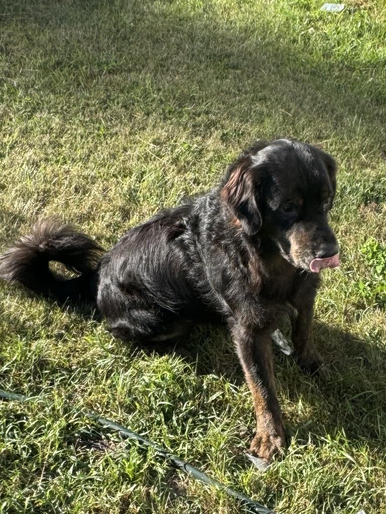 Zack **COURTESY LISTING**, Adoptable, Adult Male Australian Shepherd & Poodle.