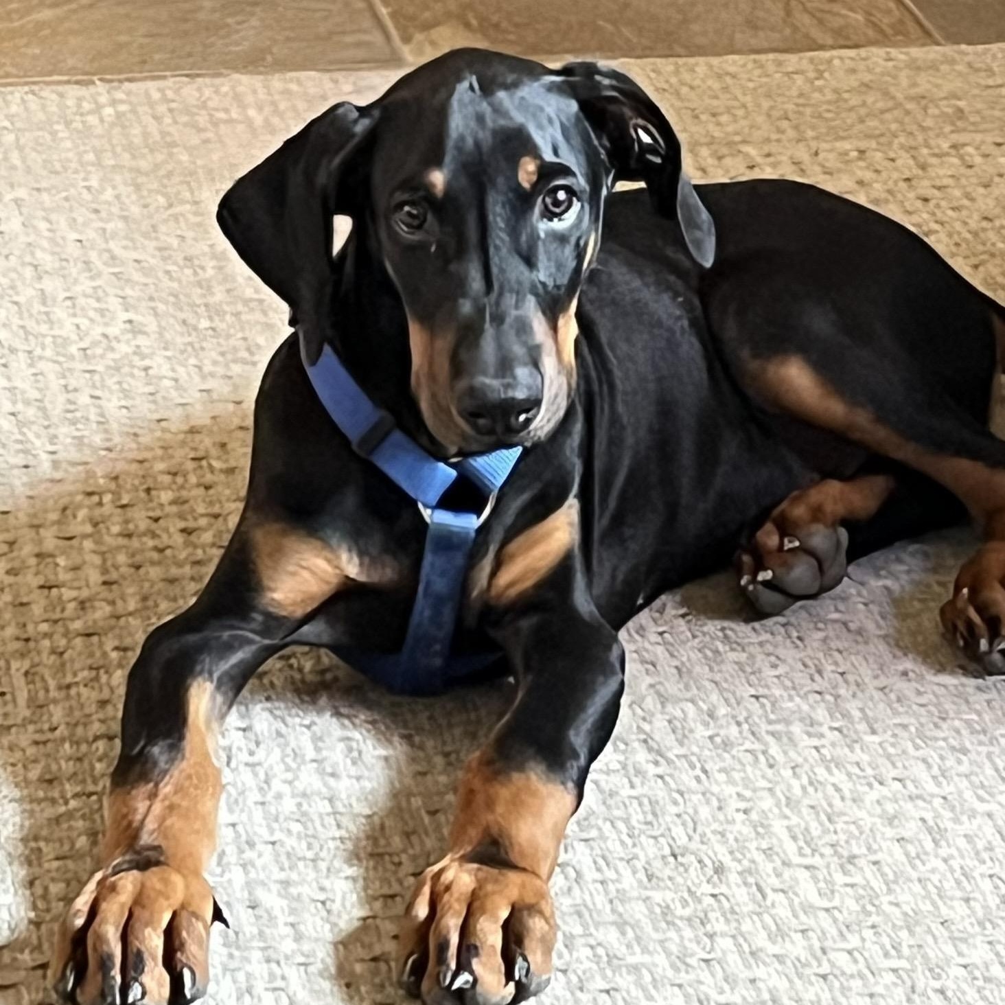 Marlin, Adopted, Young Male Doberman Pinscher.