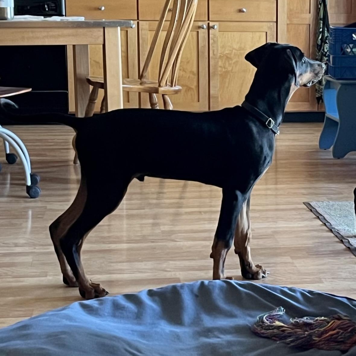 Enlarge Marlin, a Adopted Doberman Pinscher in Harahan, LA image 2/4