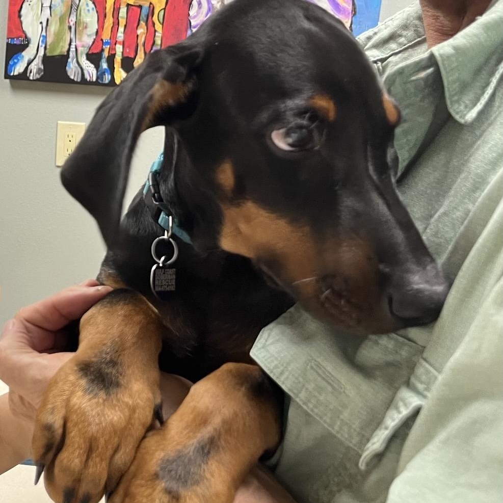 Enlarge Marlin, a Adopted Doberman Pinscher in Harahan, LA image 3/4