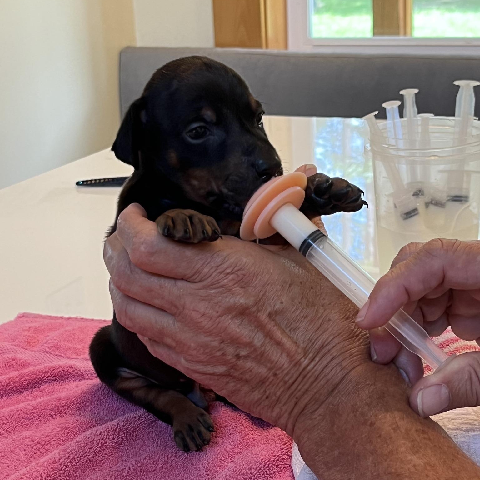 Enlarge Marlin, a Adopted Doberman Pinscher in Harahan, LA image 4/4