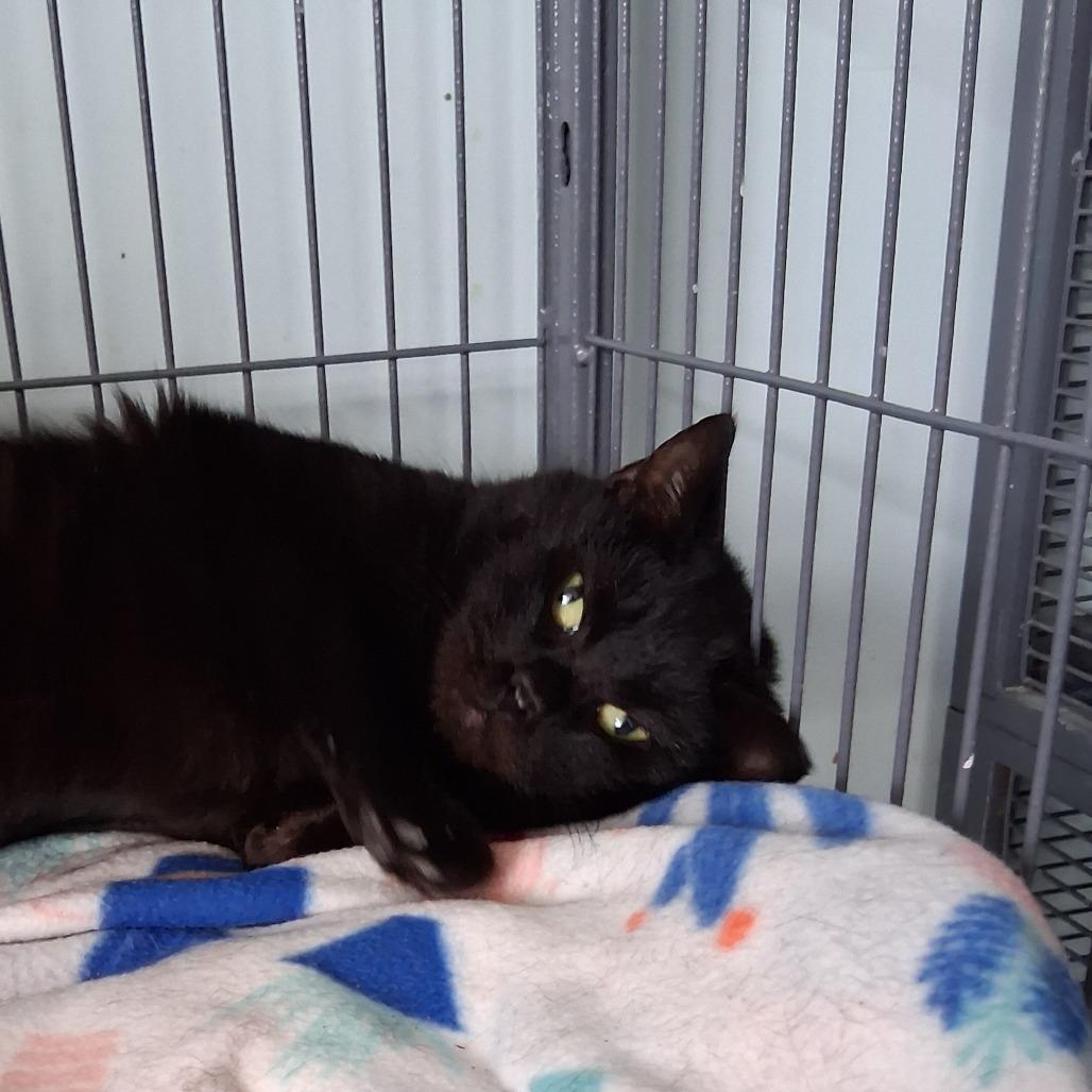 Enlarge Serafina (26-2156), a Adoptable Domestic Short Hair in Fort Smith, AR image 1/1