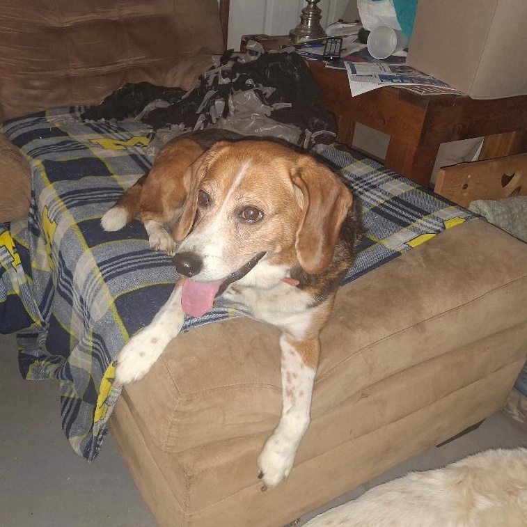 Charlie, a ADOPTABLE Beagle in Homer, MI image 5/5