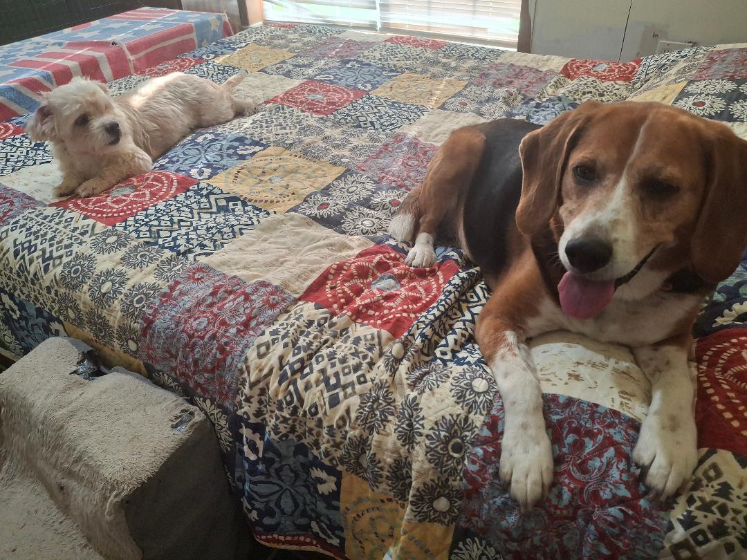 Charlie, a ADOPTABLE Beagle in Homer, MI image 3/5