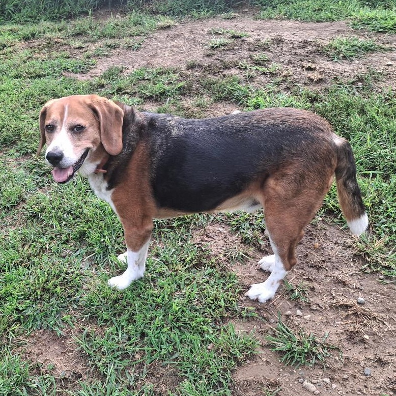 Charlie, a ADOPTABLE Beagle in Homer, MI image 1/5