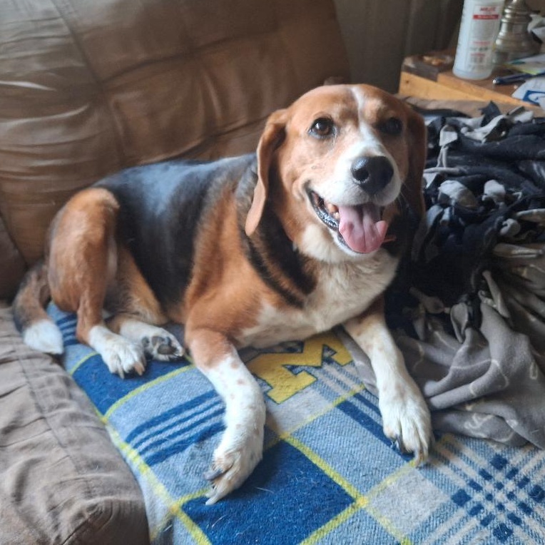 Charlie, a ADOPTABLE Beagle in Homer, MI image 4/5