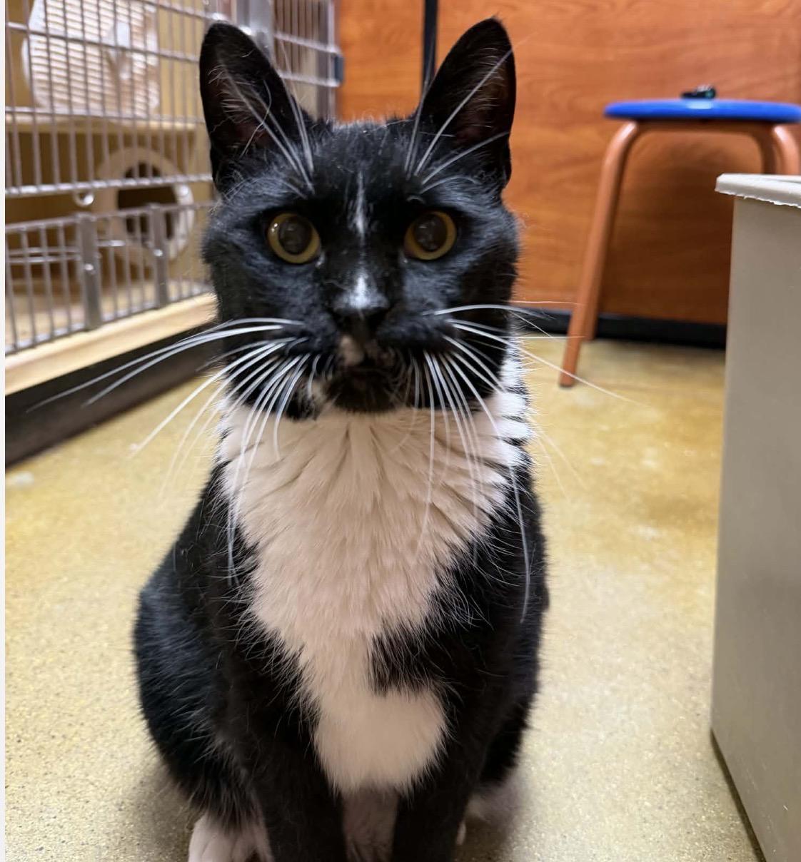 Shadow, ADOPTABLE, Adult Female Domestic Short Hair.