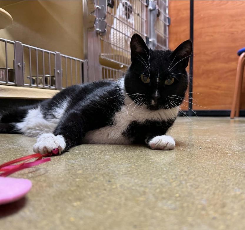 Enlarge Shadow, a ADOPTABLE Domestic Short Hair in Maineville, OH image 2/3