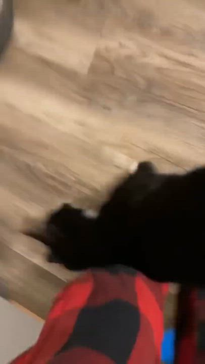 Enlarge Shadow, a ADOPTABLE Domestic Short Hair in Maineville, OH video 3/3