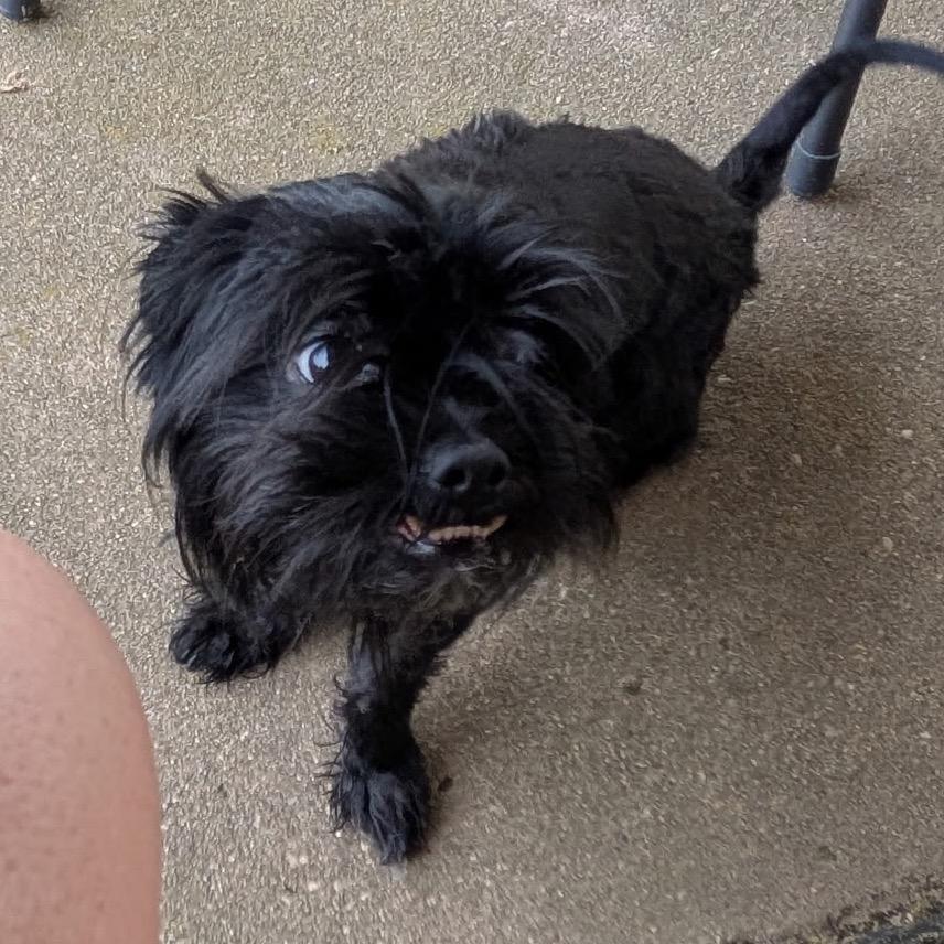 Tamara Bella, Adoptable, Adult Female Shih Tzu & Mixed Breed.
