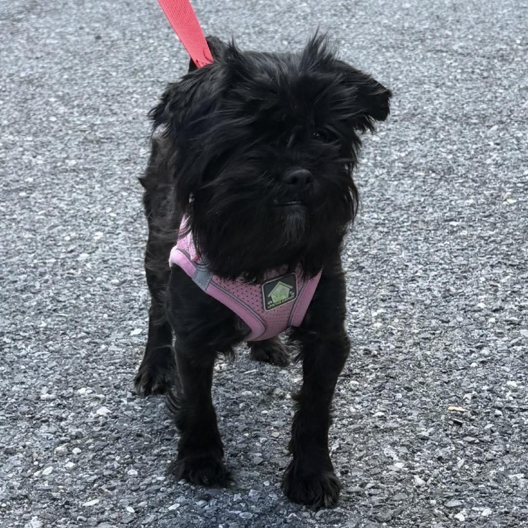 Tamara Bella, a Adoptable mixed breed in Rockville, MD image 3/3