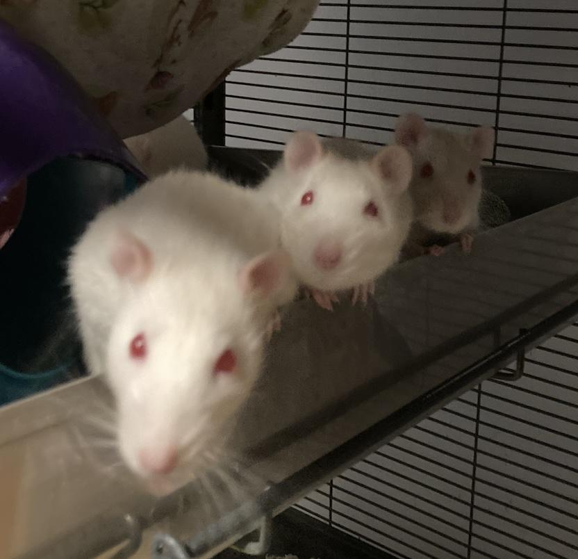 Female Rats, a Adoptable Rat in Pylesville, MD image 1/5