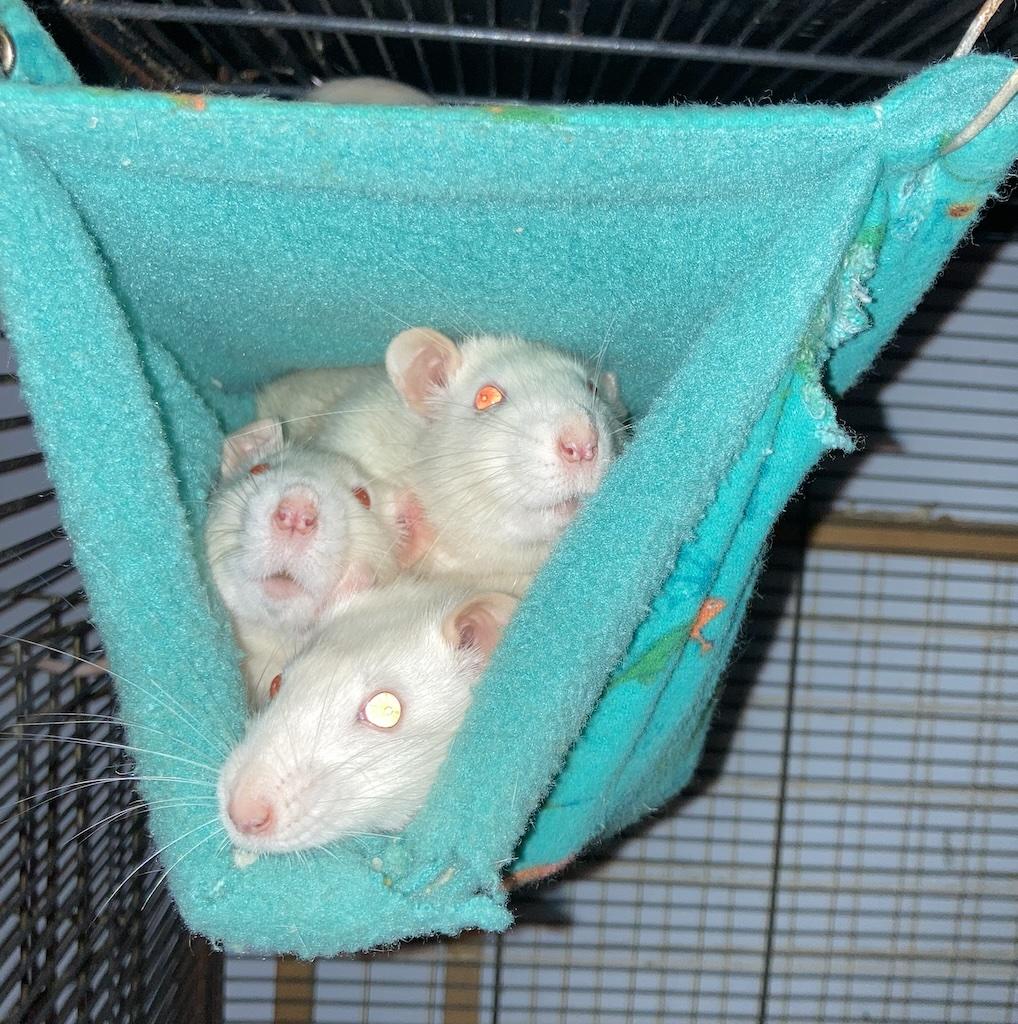 Female Rats, a Adoptable Rat in Pylesville, MD image 2/5