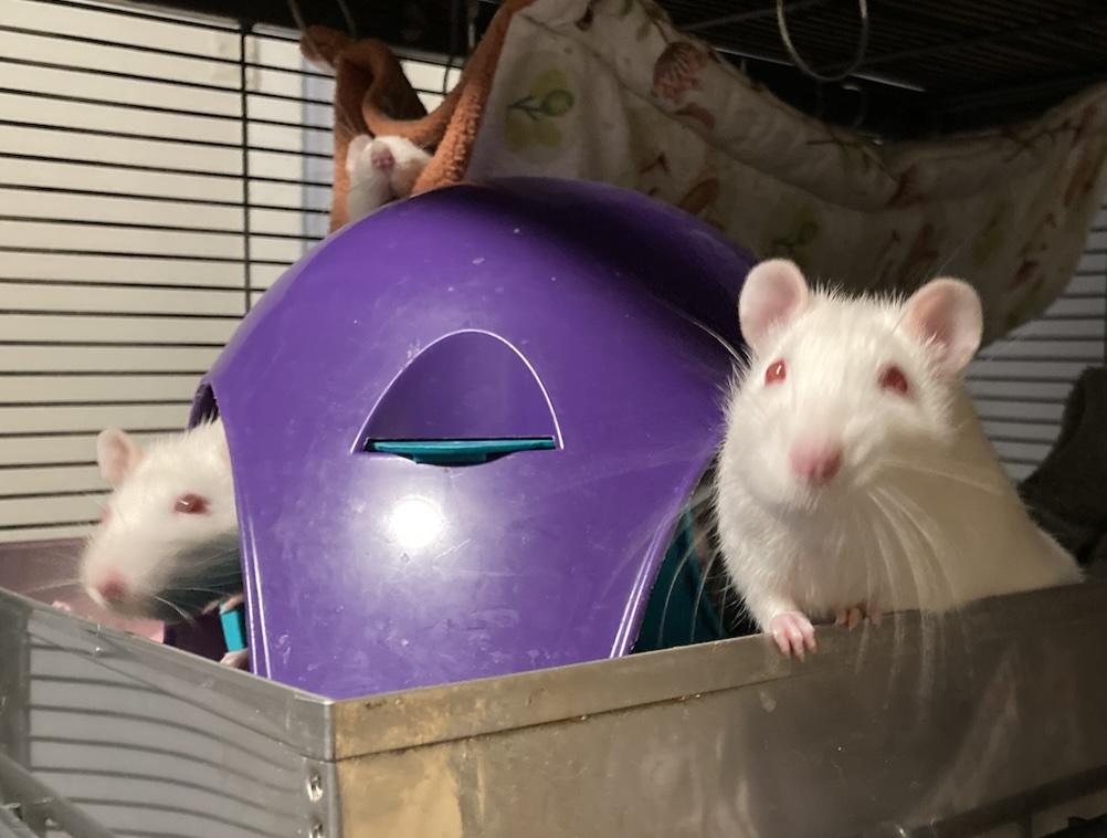 Female Rats, a Adoptable Rat in Pylesville, MD image 3/5