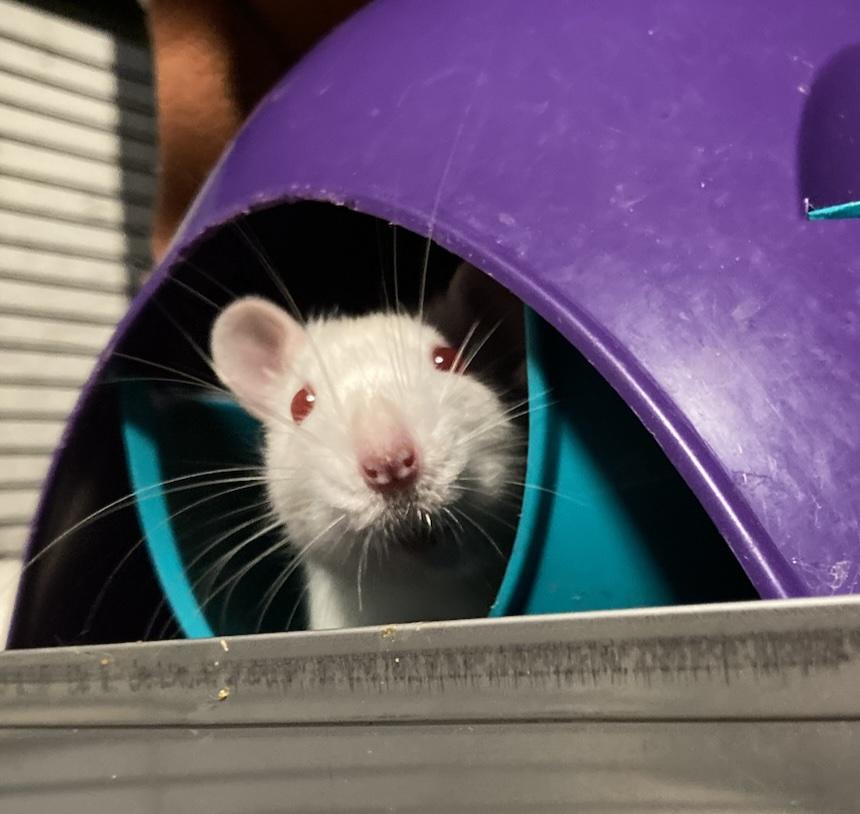 Female Rats, a Adoptable Rat in Pylesville, MD image 4/5