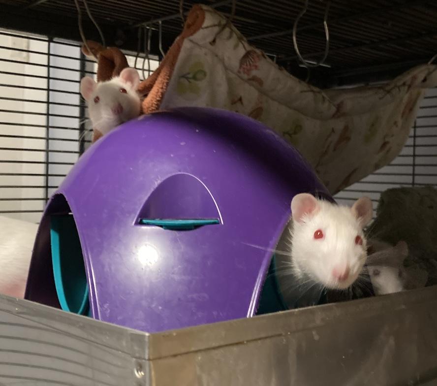 Female Rats, a Adoptable Rat in Pylesville, MD image 5/5