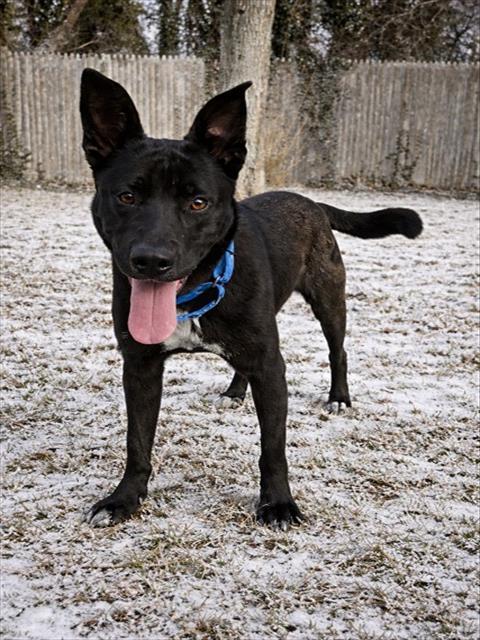 Enlarge PONGO, a Adoptable mixed breed in Dedham, MA image 1/1