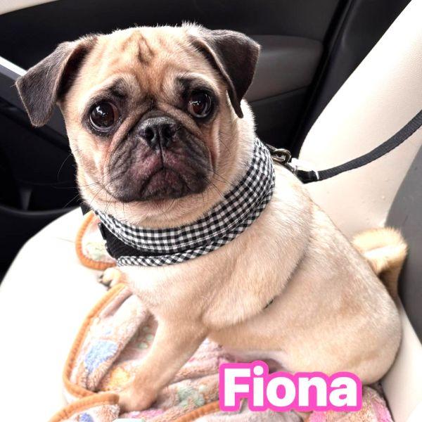 Fiona, adopted, Young Female Pug.