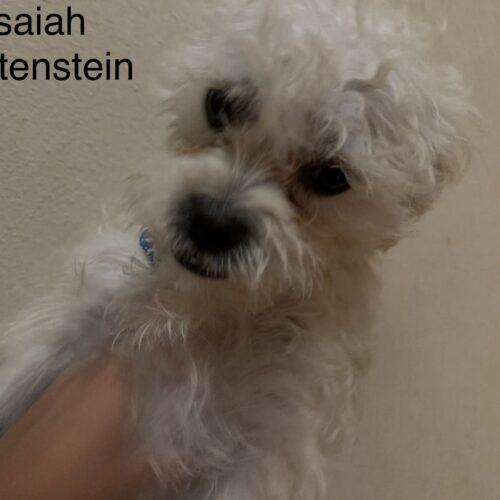 Isaiah Hartenstein, a Adoptable mixed breed in Broken Arrow, OK image 1/5